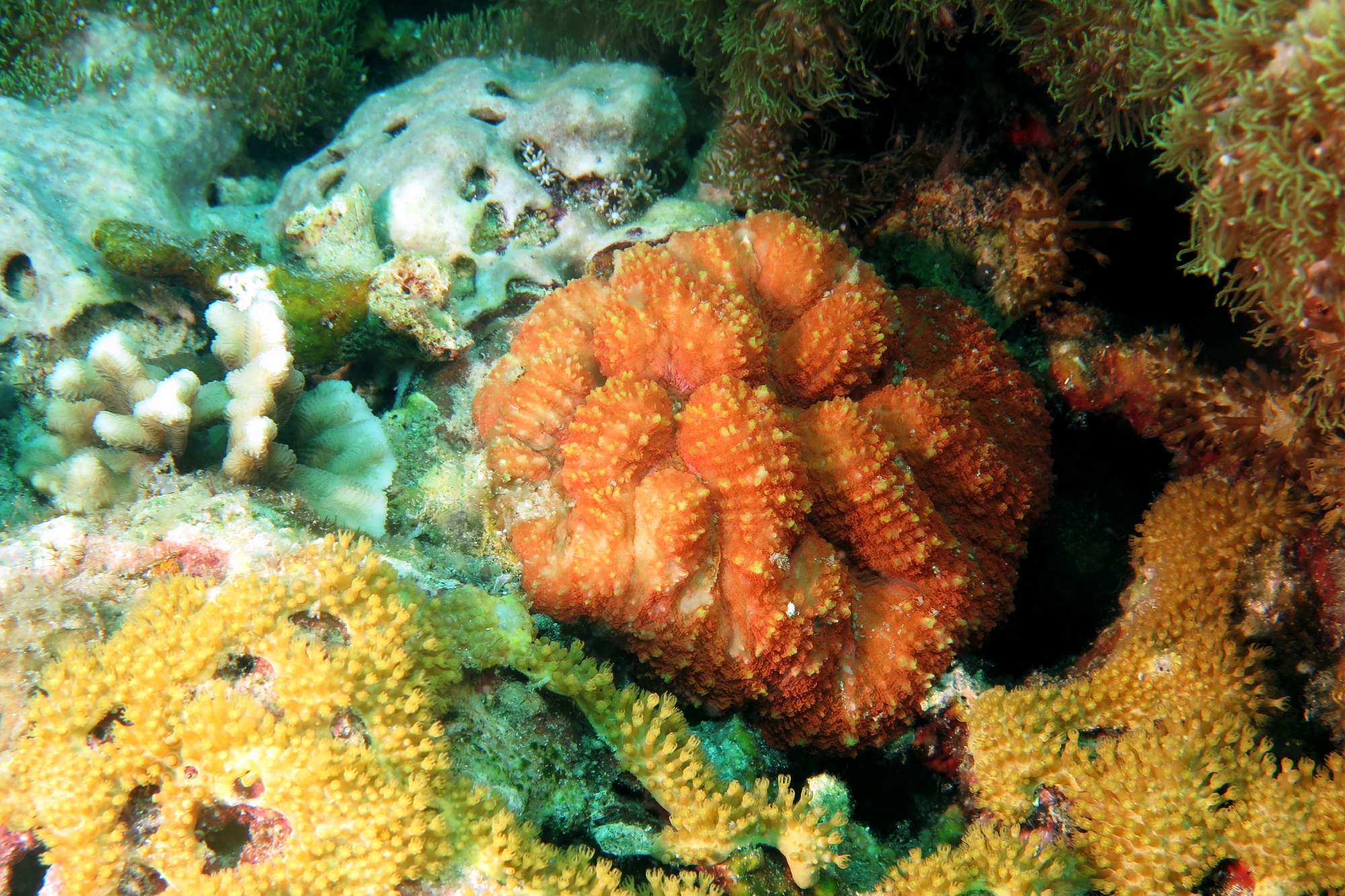 Lobophyllia sp. ou Symphyllia Agaricia