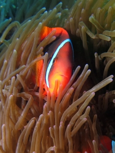 Amphiprion frenatus, Entacmaea quadricolor