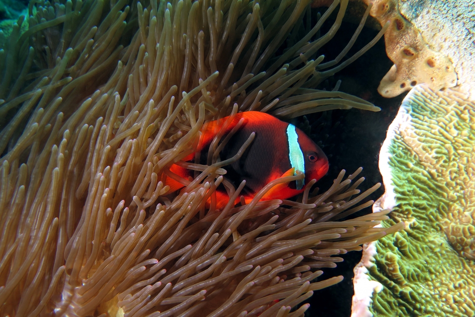 Amphiprion frenatus, Entacmaea quadricolor