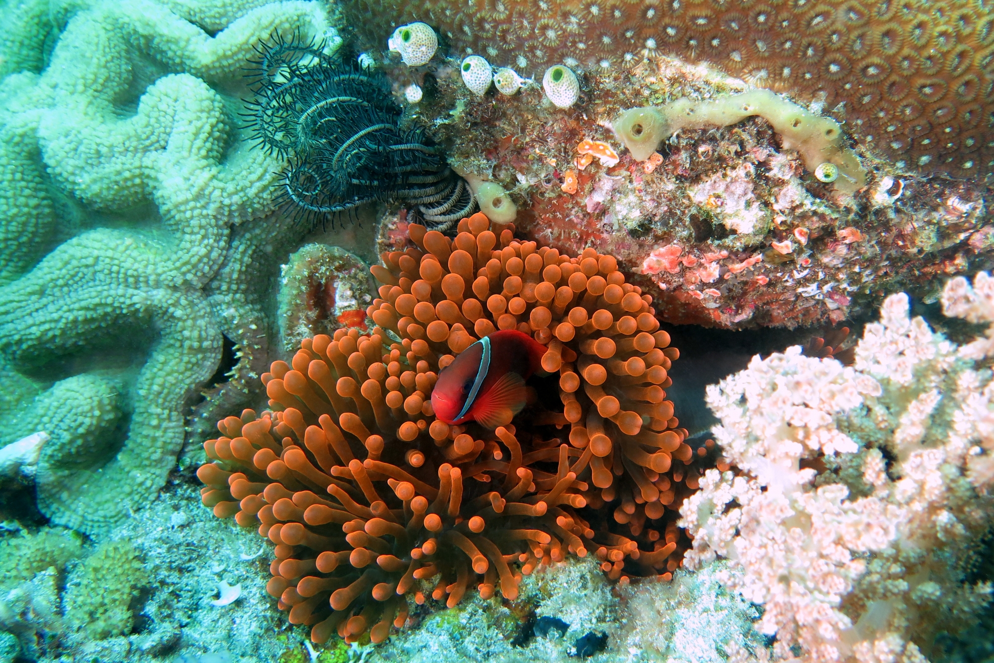 Amphiprion frenatus, Entacmaea quadricolor