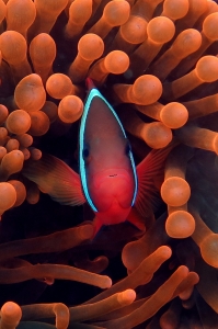 Amphiprion frenatus, Entacmaea quadricolor