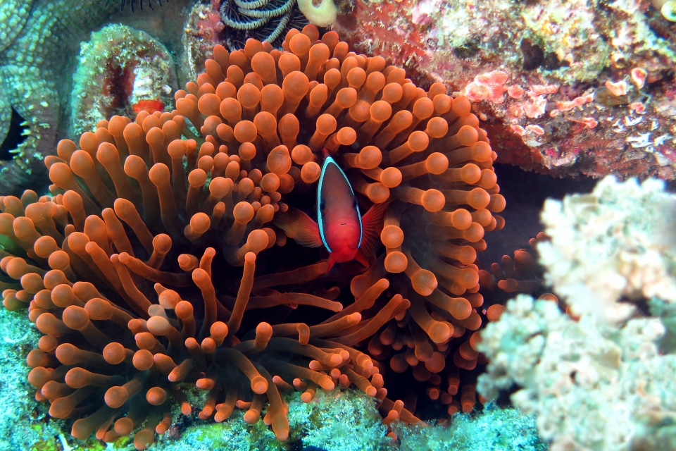 Amphiprion frenatus, Entacmaea quadricolor