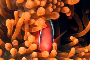 Amphiprion frenatus, Entacmaea quadricolor