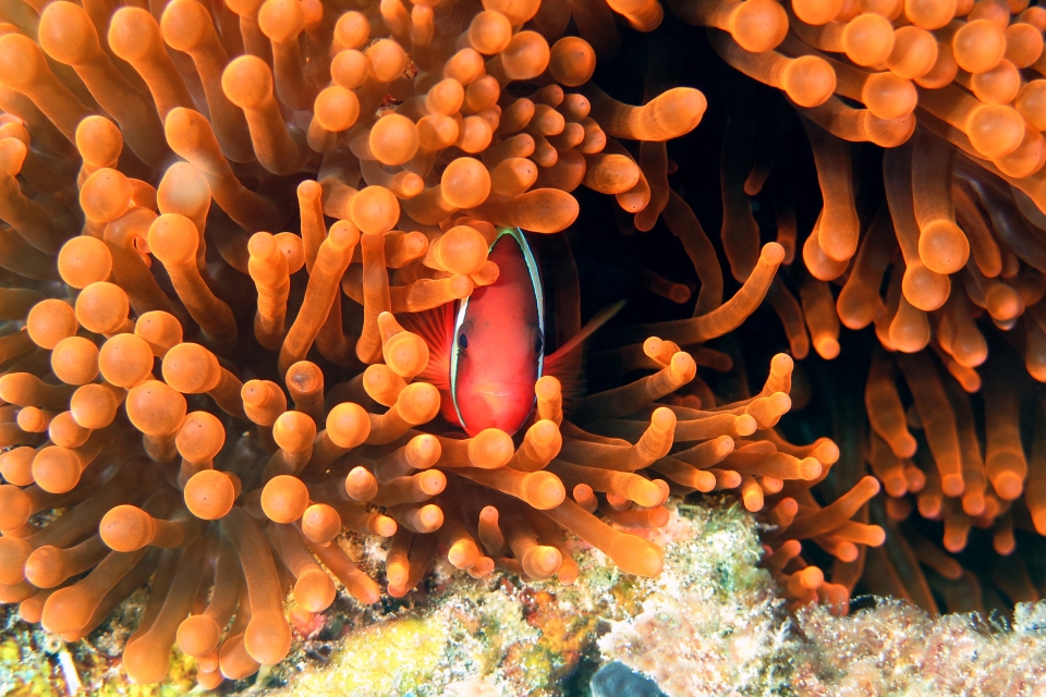 Amphiprion frenatus, Entacmaea quadricolor