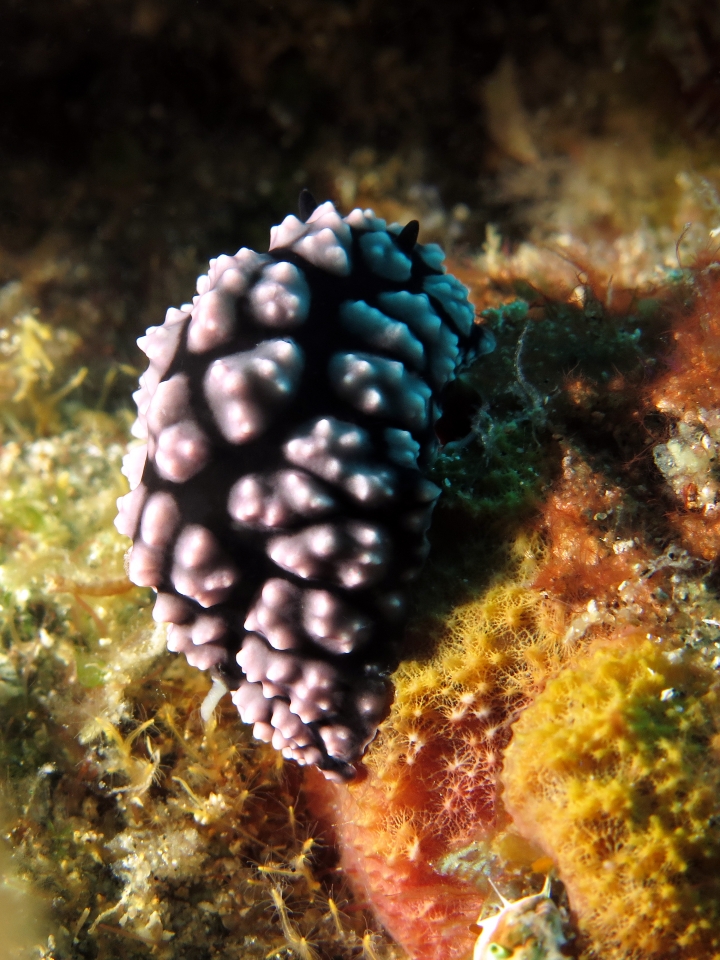Phyllidiella pustulosa