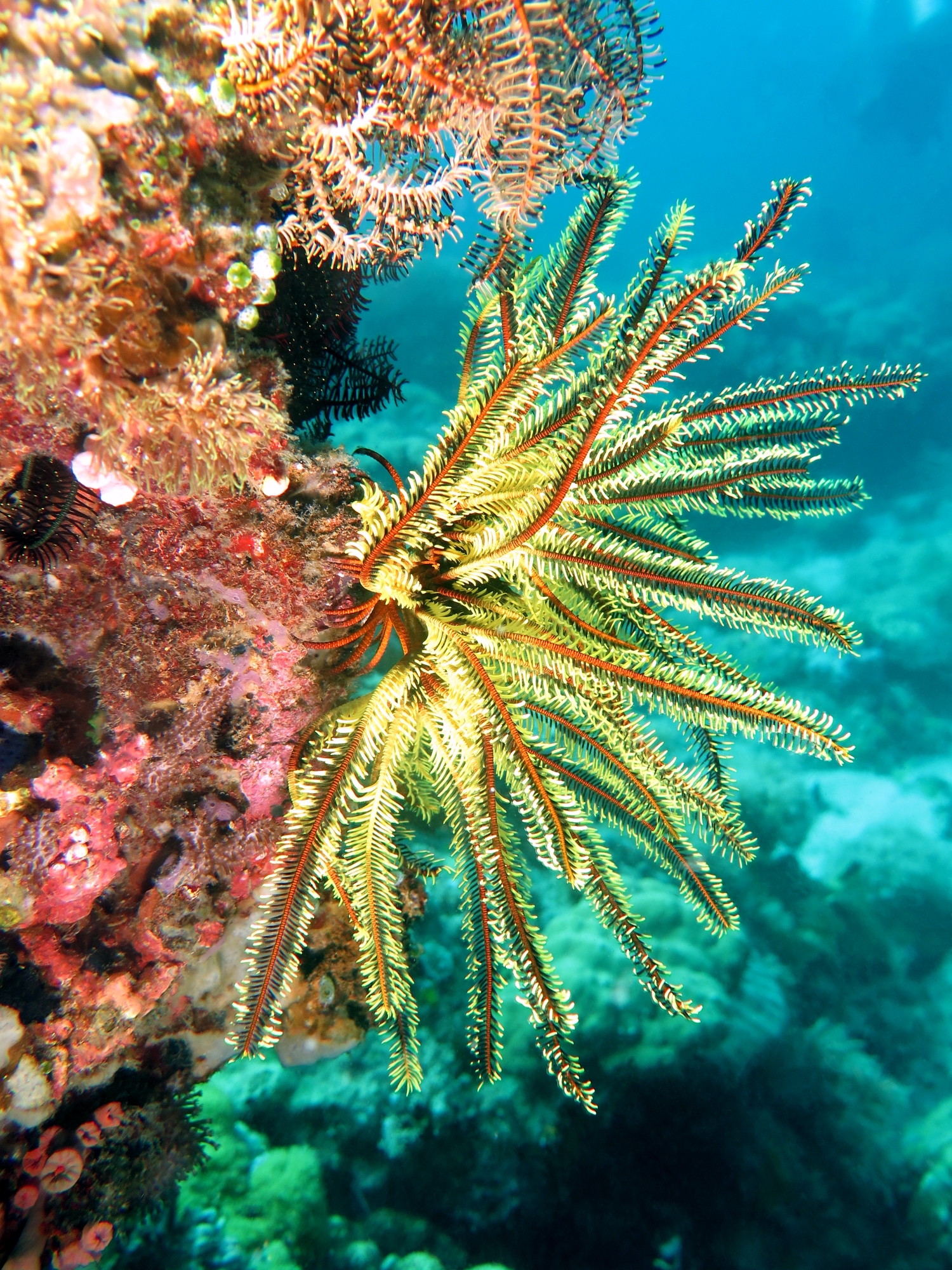 Anneissia bennetti ou Comaster schlegelii