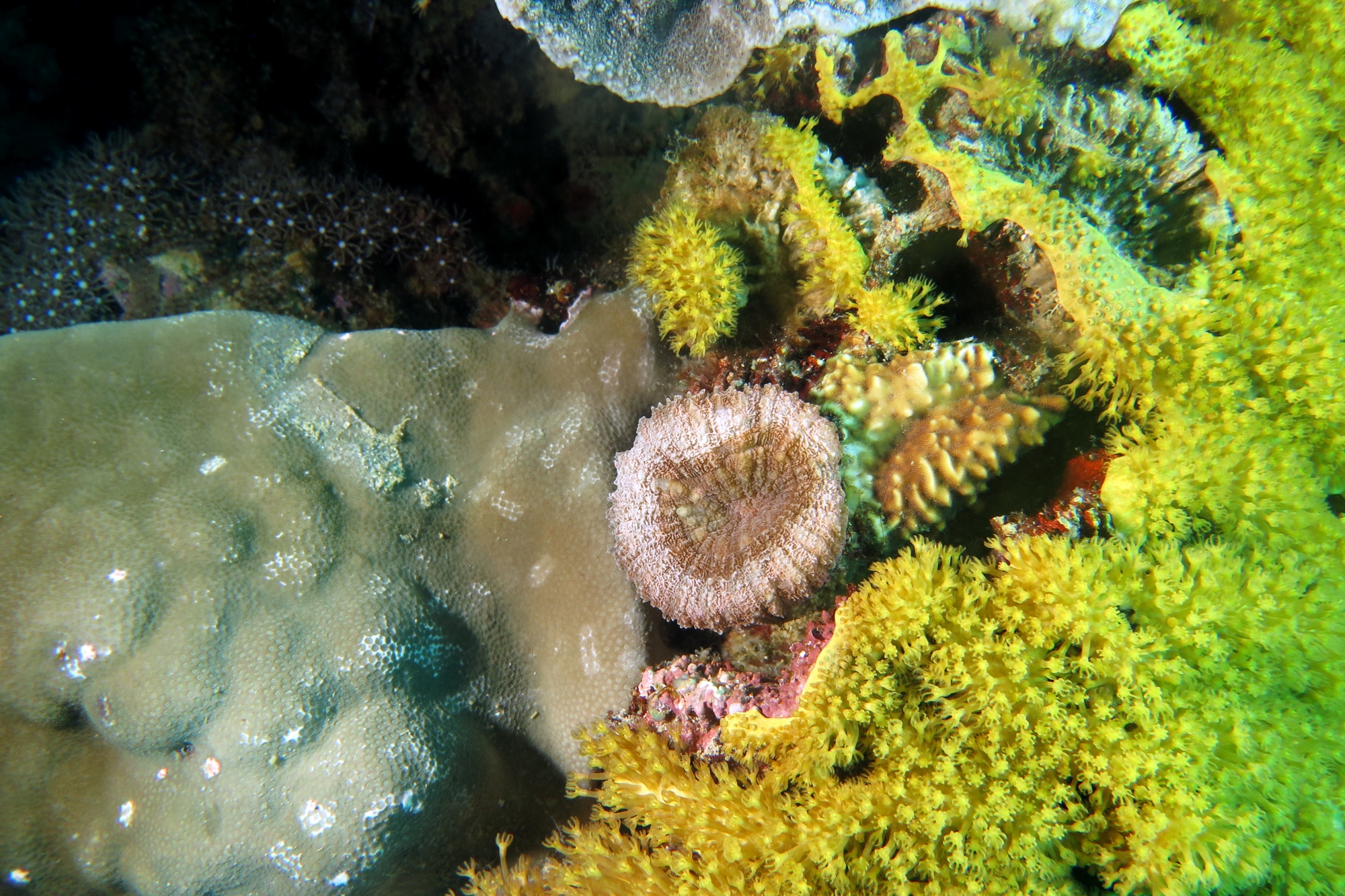 Lobophyllia hemprichii, Rhytisma fulvum
