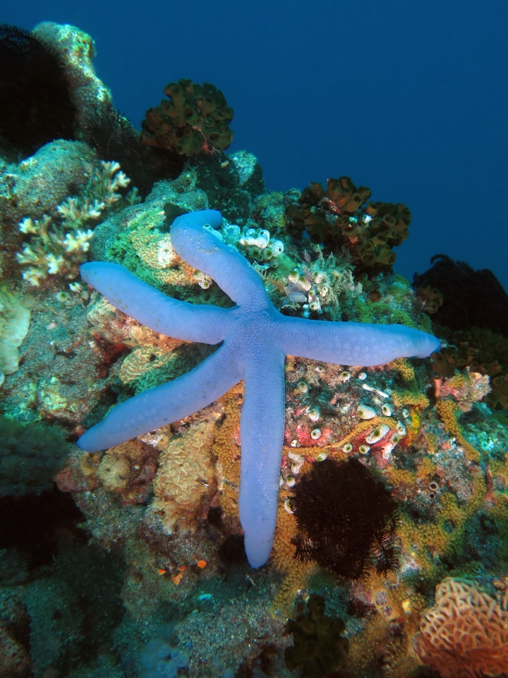 Linckia laevigata