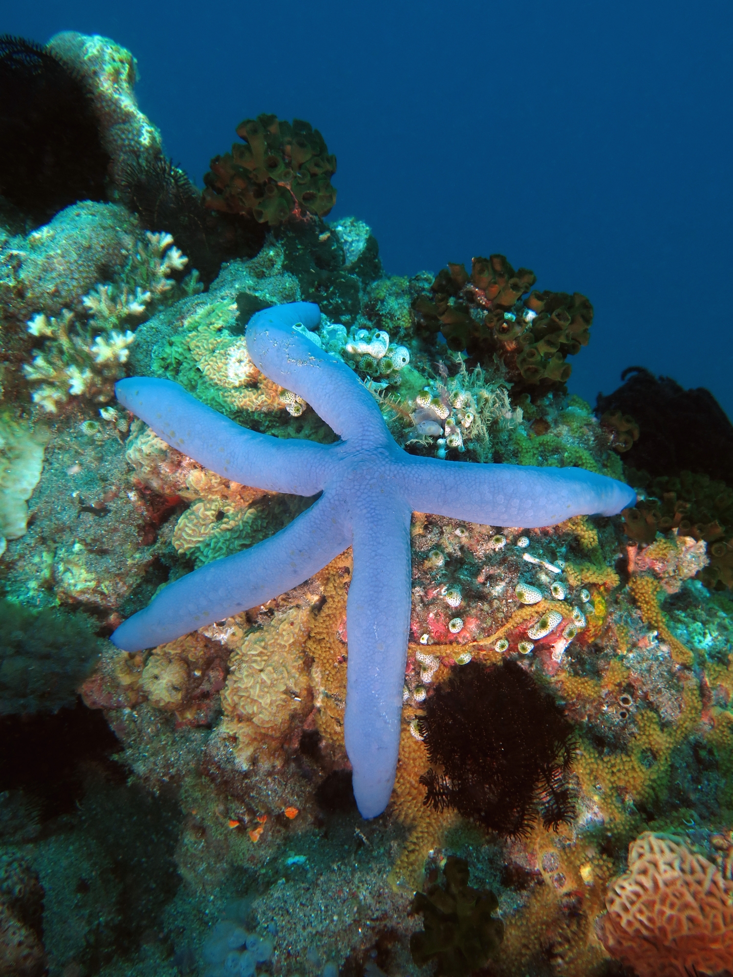 Linckia laevigata