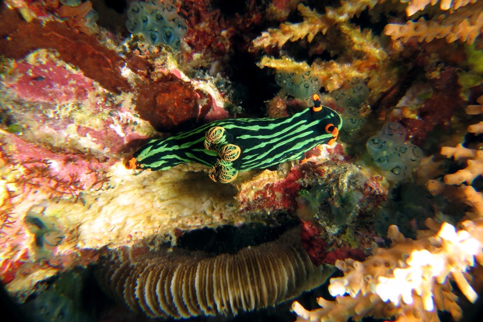 Nembrotha kubaryana