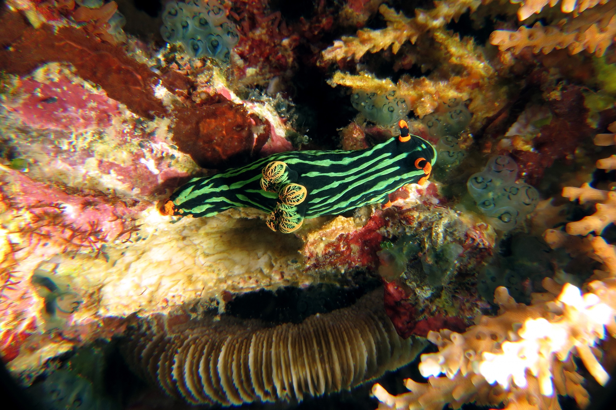 Nembrotha kubaryana