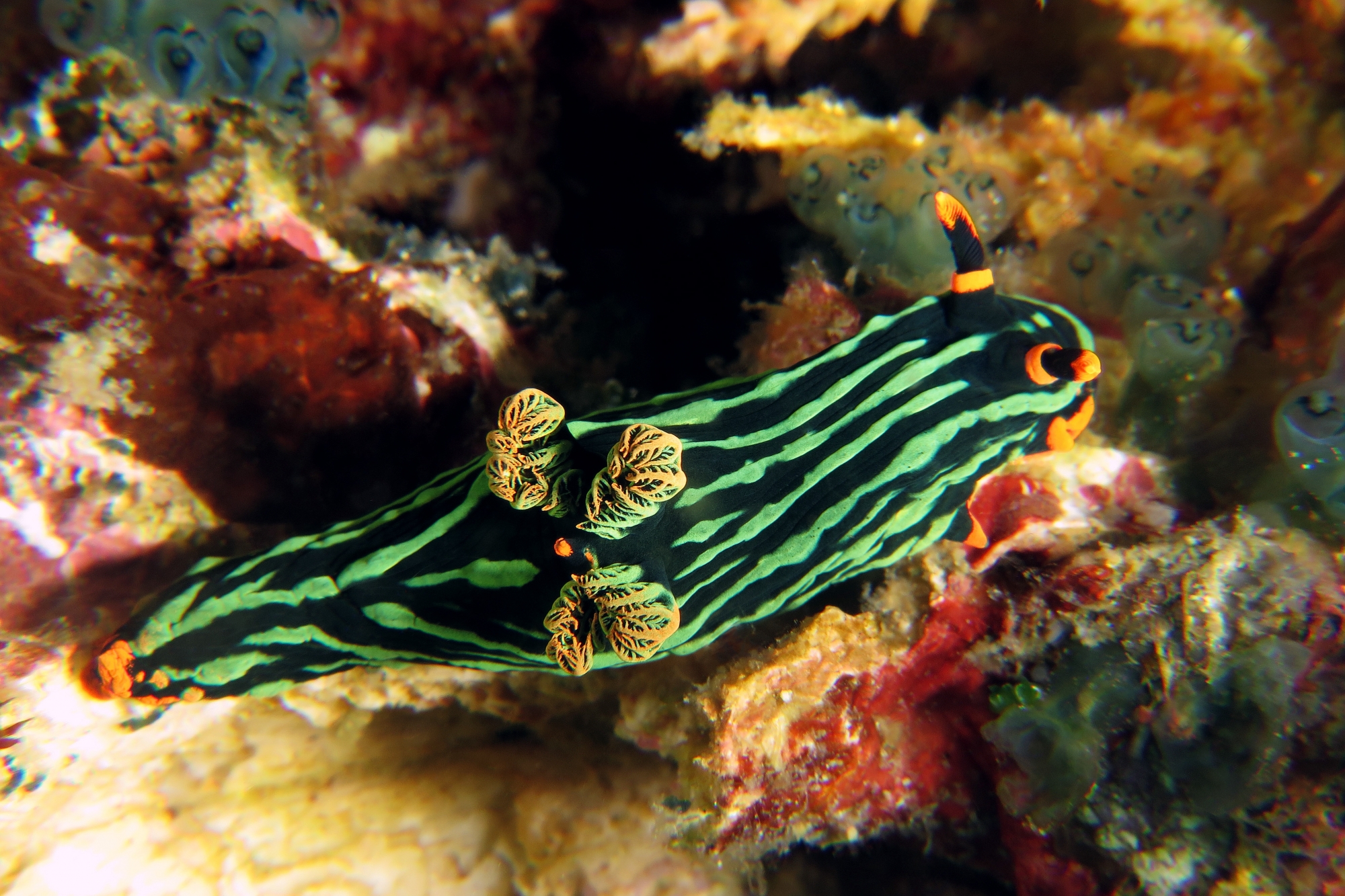 Nembrotha kubaryana