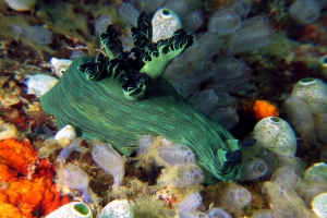 Nembrotha milleri, Clavelina moluccensis, Atriolum robustum