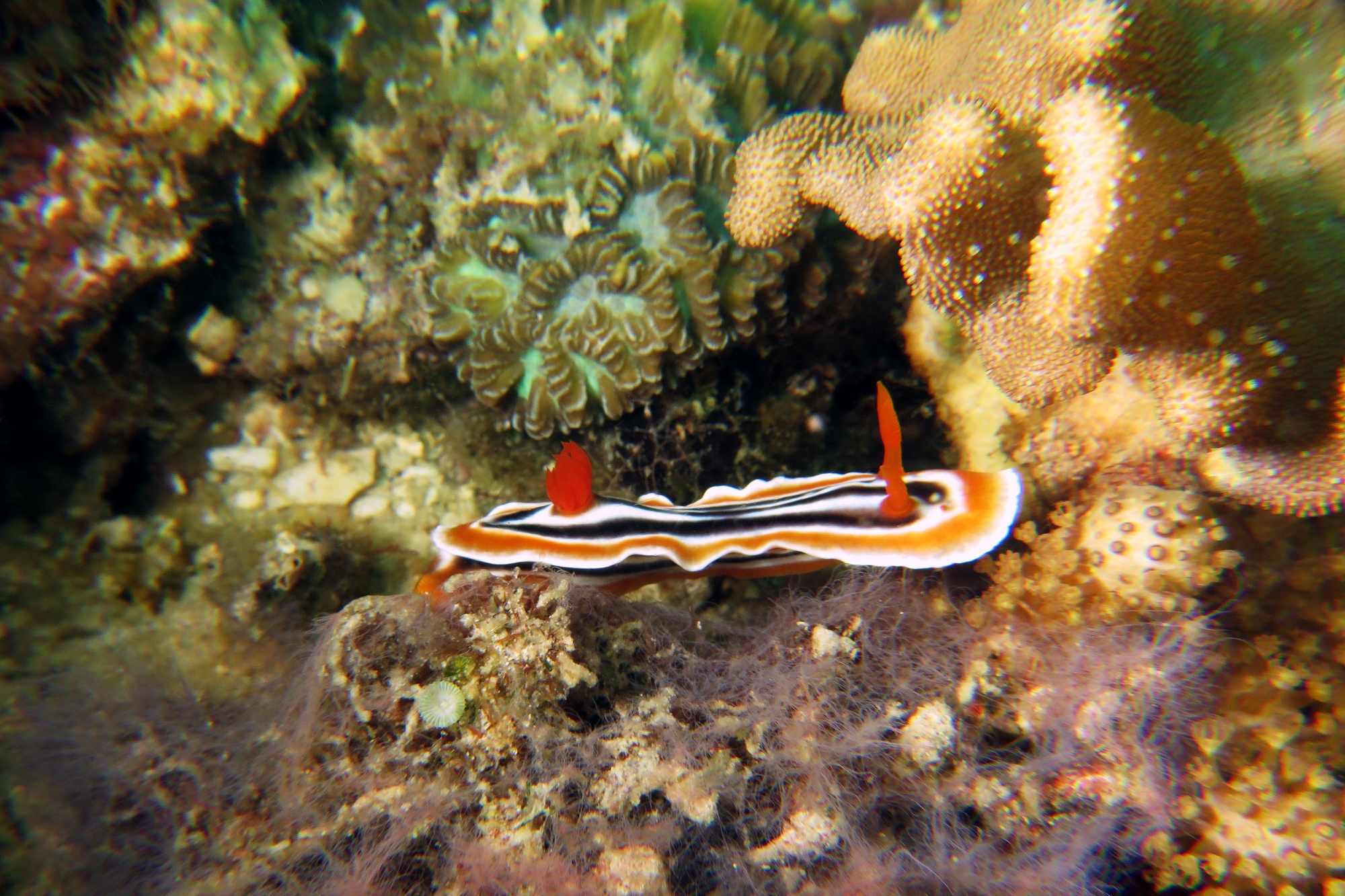 Chromodoris quadricolor