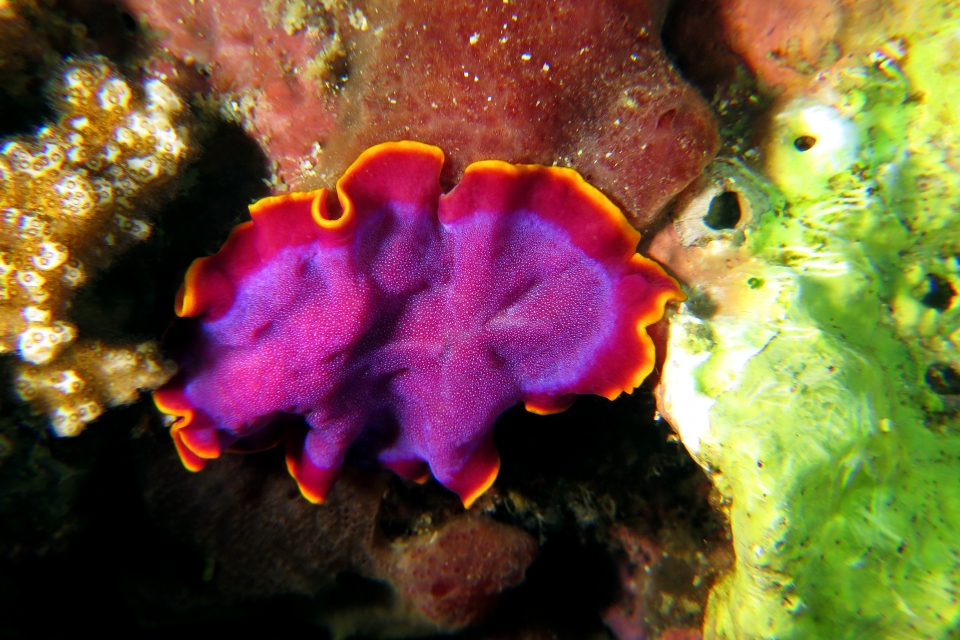 Pseudobiceros ferrugineus