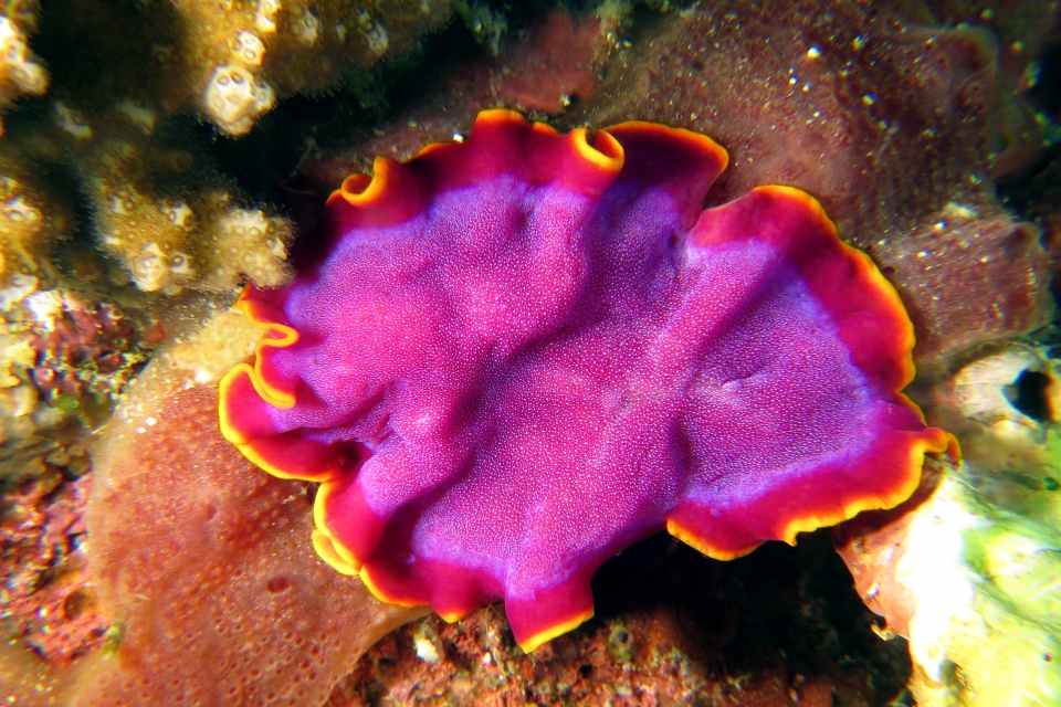 Pseudobiceros ferrugineus