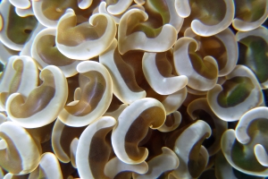 Euphyllia ancora