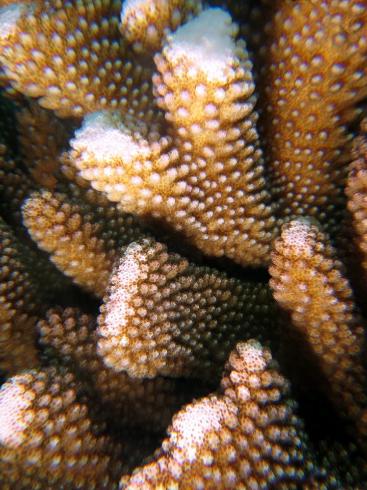 Pocillopora (eydouxi) grandis