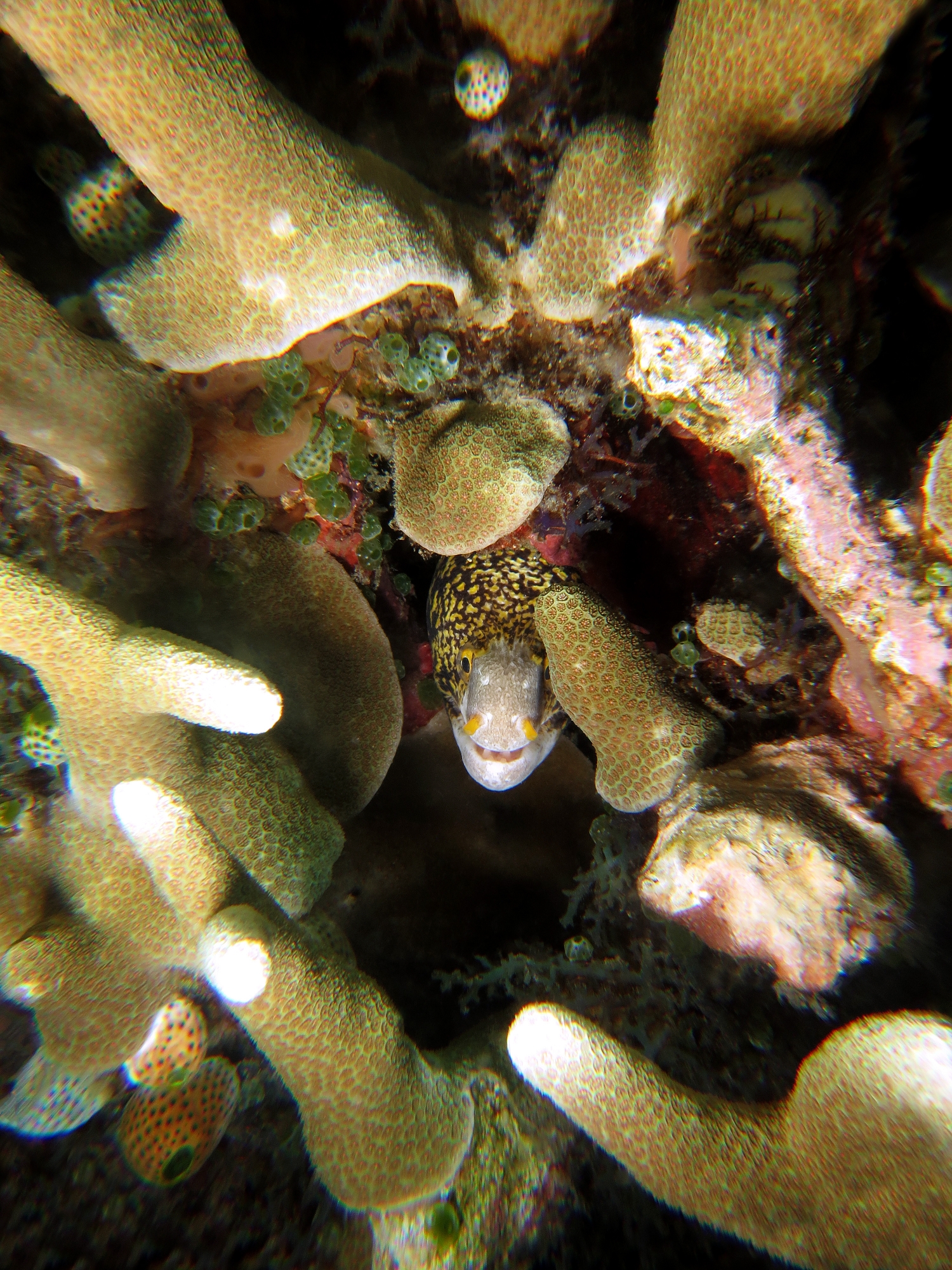 Echidna nebulosa, Porite sp.