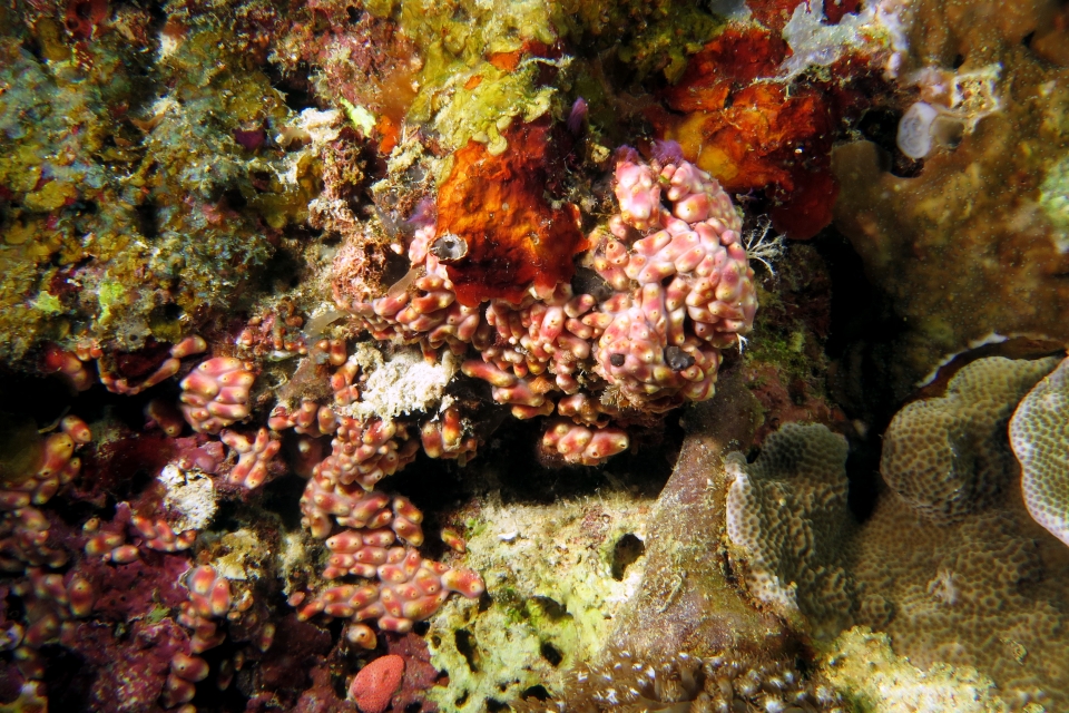 Eusynstyela sp.