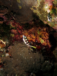 Canthigaster valentini