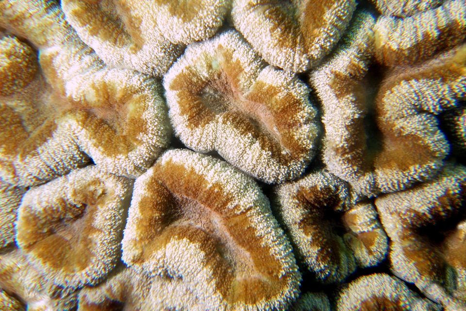 Lobophyllia hemprichii (80cm-5m, Corail cerveau lobé)