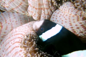 Amphiprion clarkii, Stichodactyla mertensii