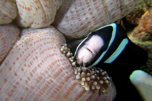 Amphiprion clarkii, Stichodactyla mertensii