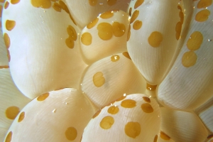 Plerogyra sinuosa, Waminoa sp.