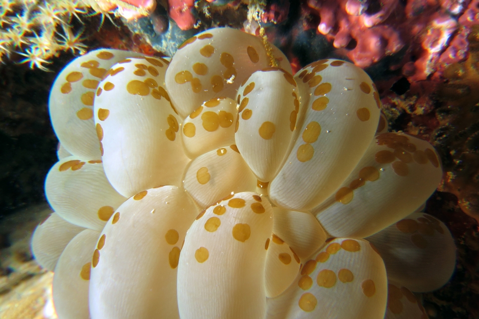 Plerogyra sinuosa, Waminoa sp.