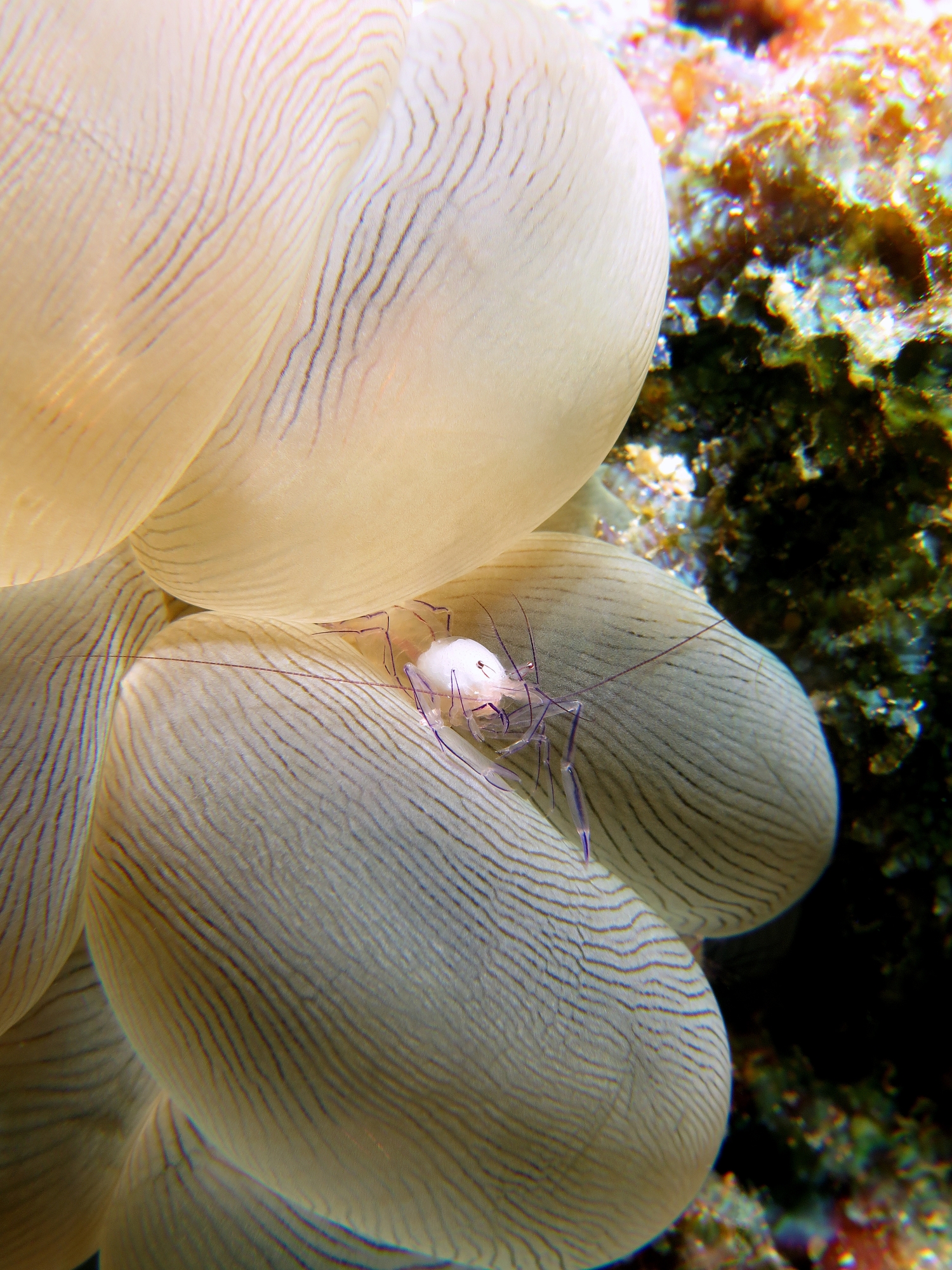 Vir philippinensis, Plerogyra sinuosa