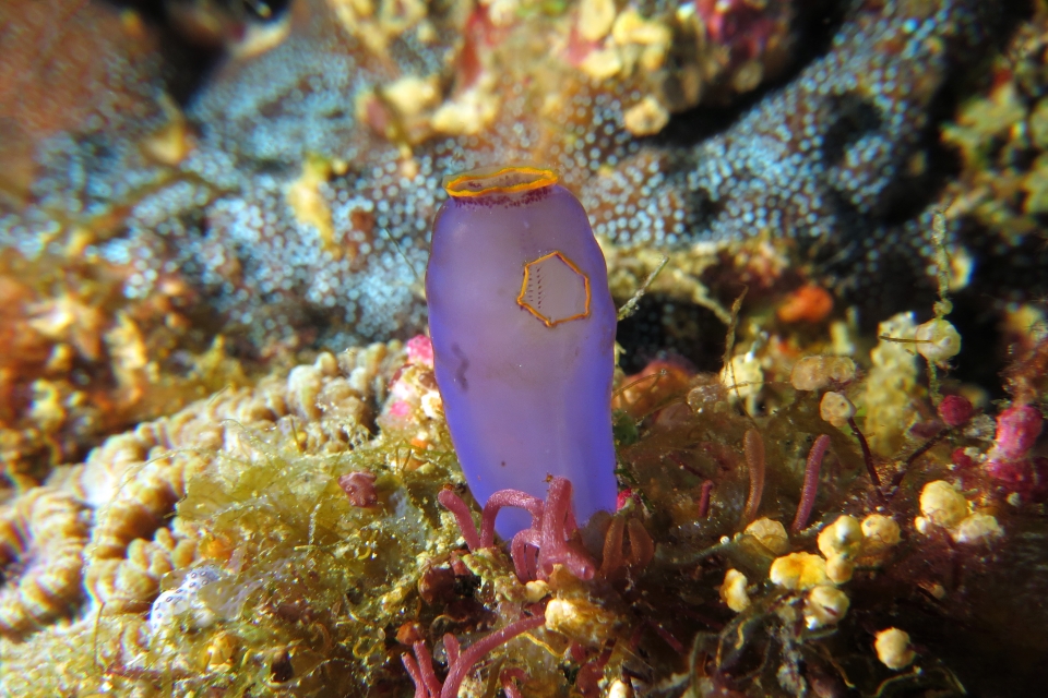 Clavelina coerulea