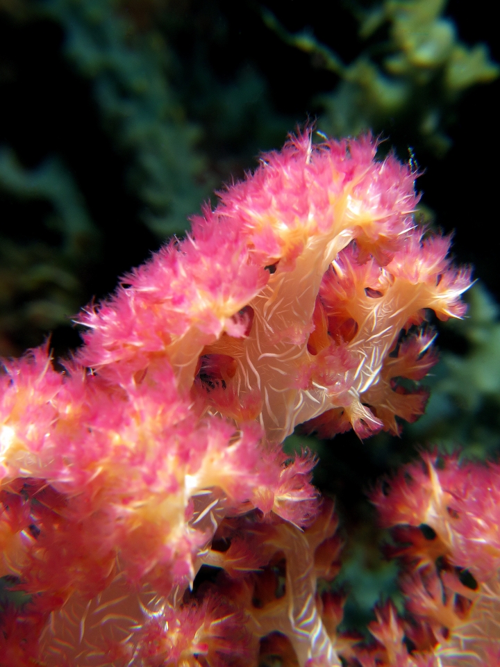 Dendronephthya sp.