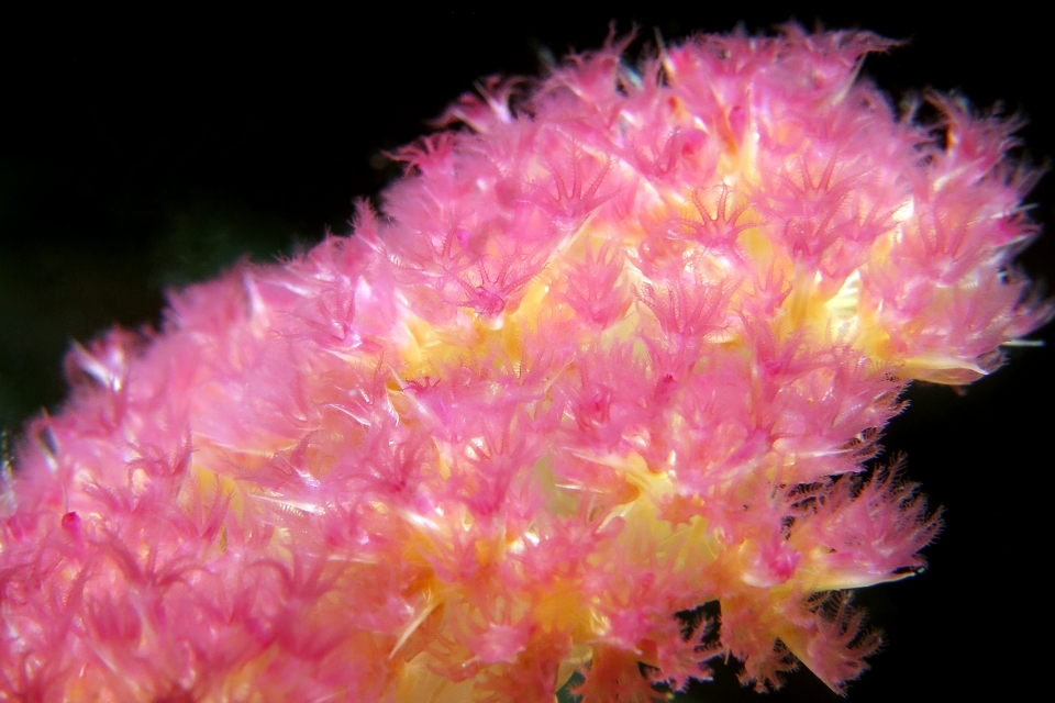Dendronephthya sp.