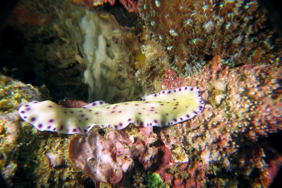 Pseudoceros laingensis