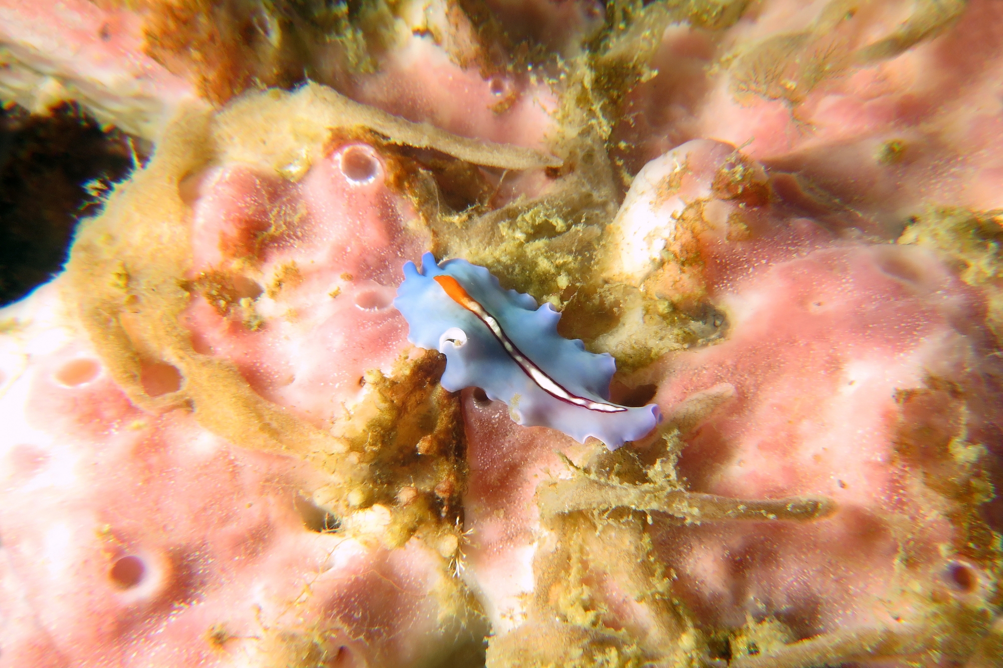 Pseudoceros bifurcus