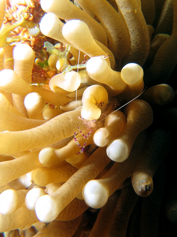 Ancylomenes sarasvati, Heliofungia actiniformis