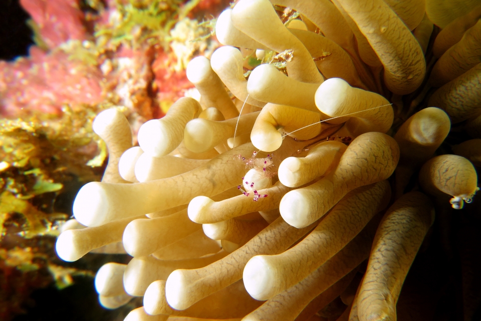 Ancylomenes sarasvati, Heliofungia actiniformis