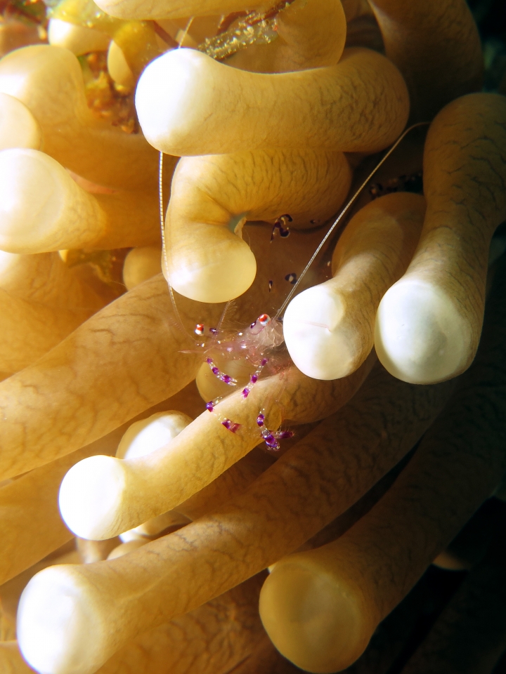 Ancylomenes sarasvati, Heliofungia actiniformis
