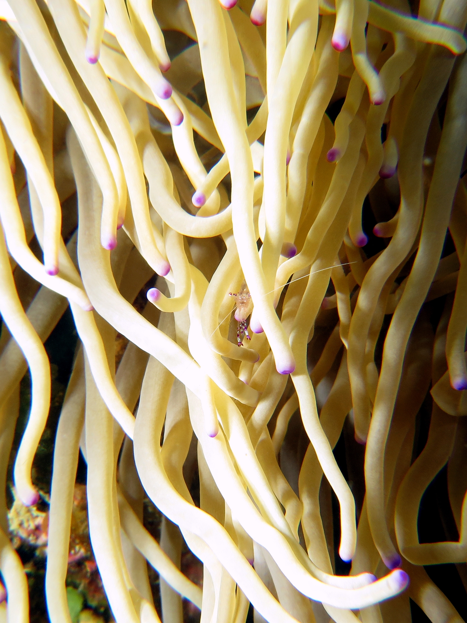 Ancylomenes sarasvati, Heteractis crispa