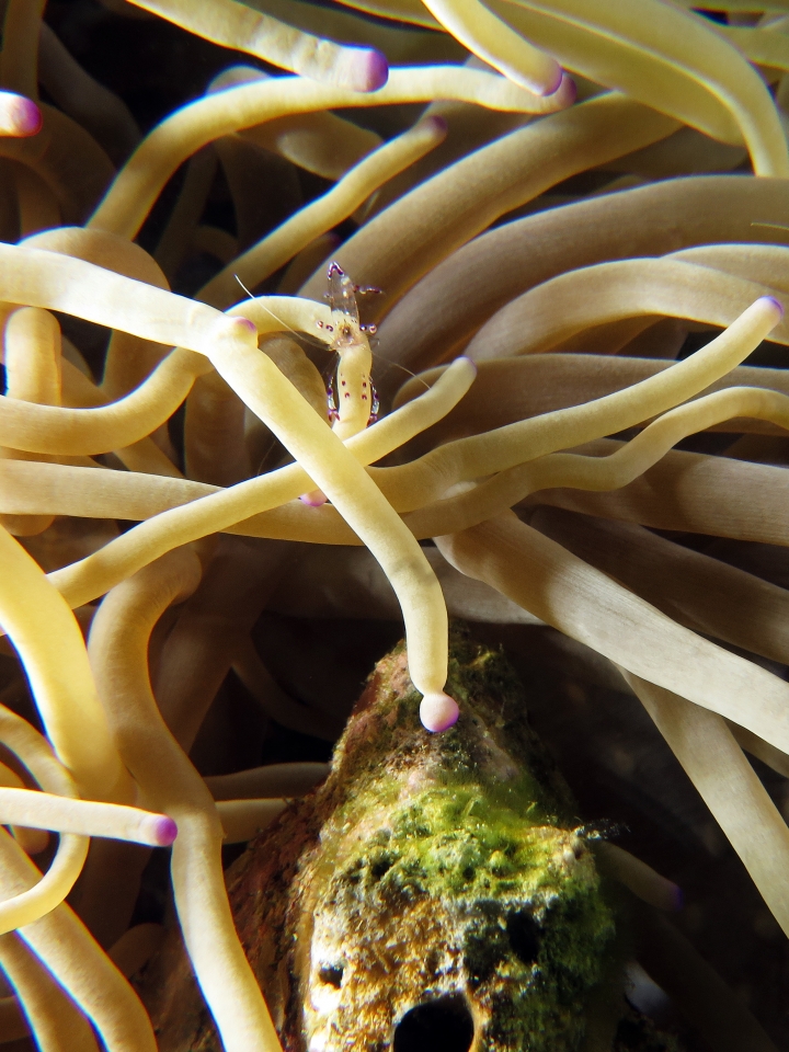 Ancylomenes sarasvati, Heteractis crispa