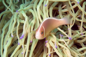 Amphiprion perideraion, Heteractis crispa