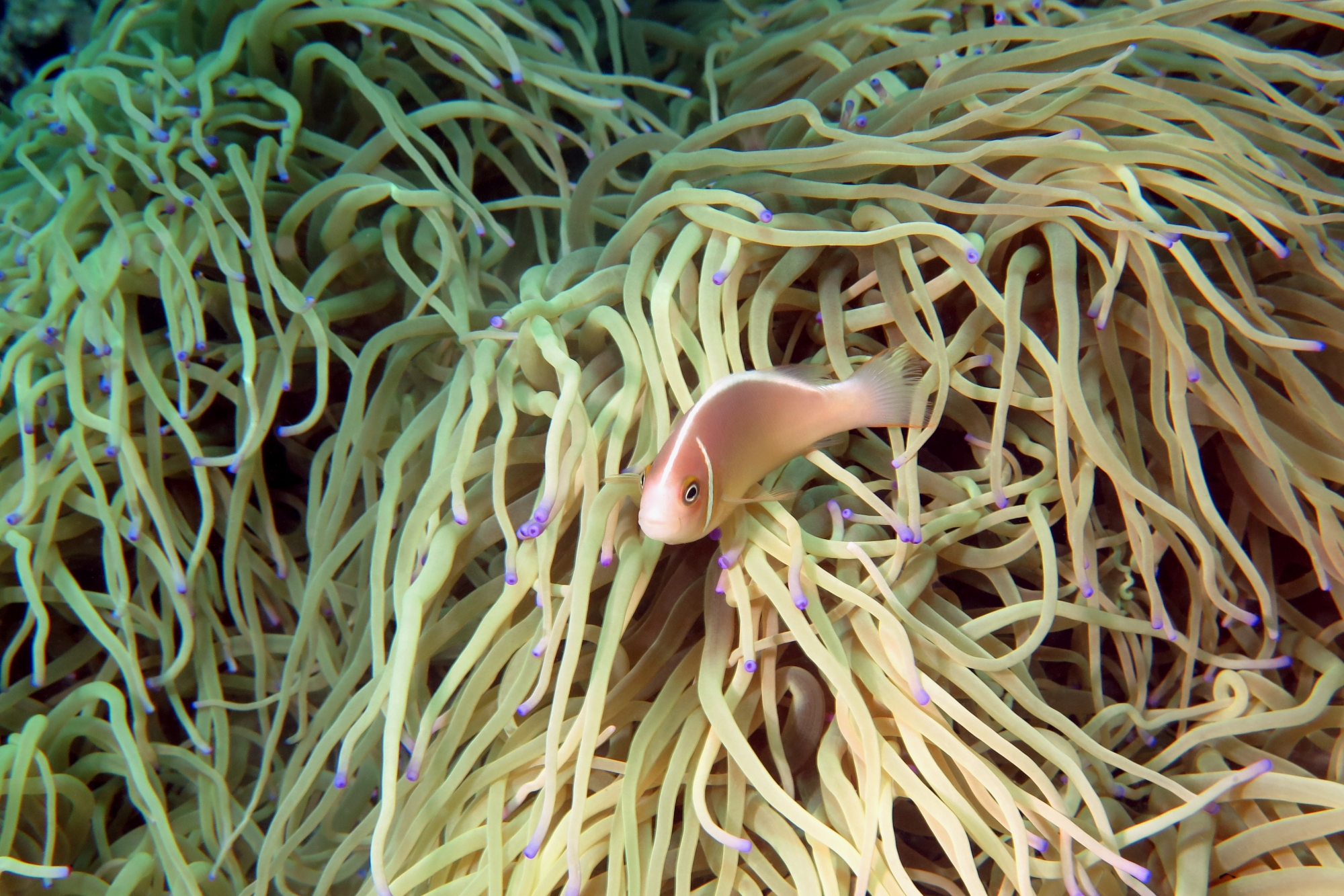 Amphiprion perideraion, Heteractis crispa