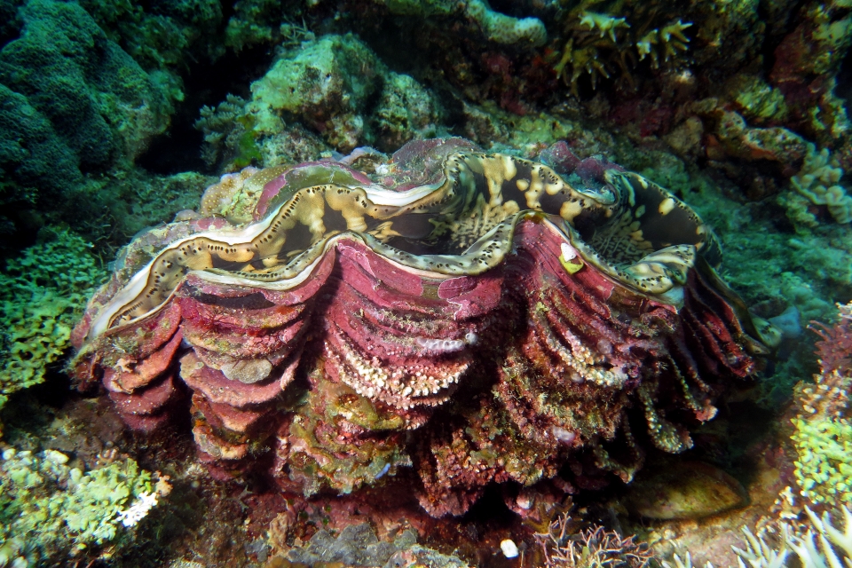 Tridacna maxima