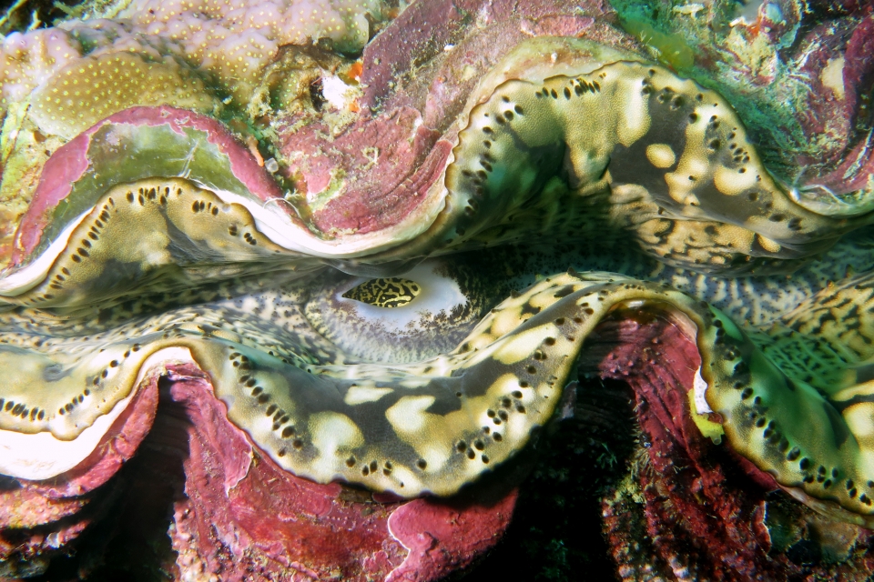 Tridacna maxima