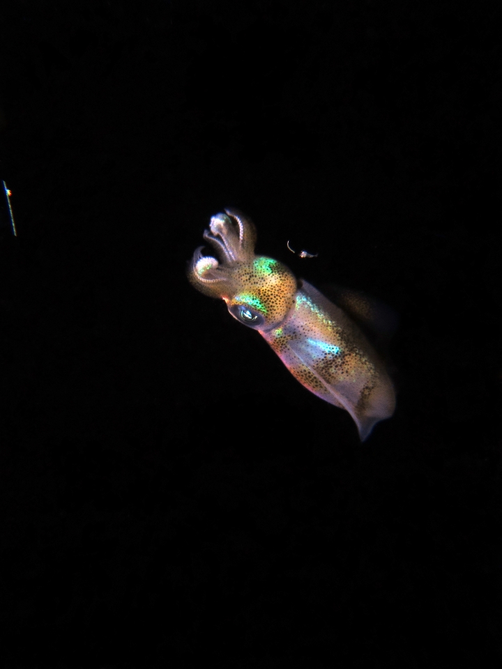 Sepioteuthis lessoniana