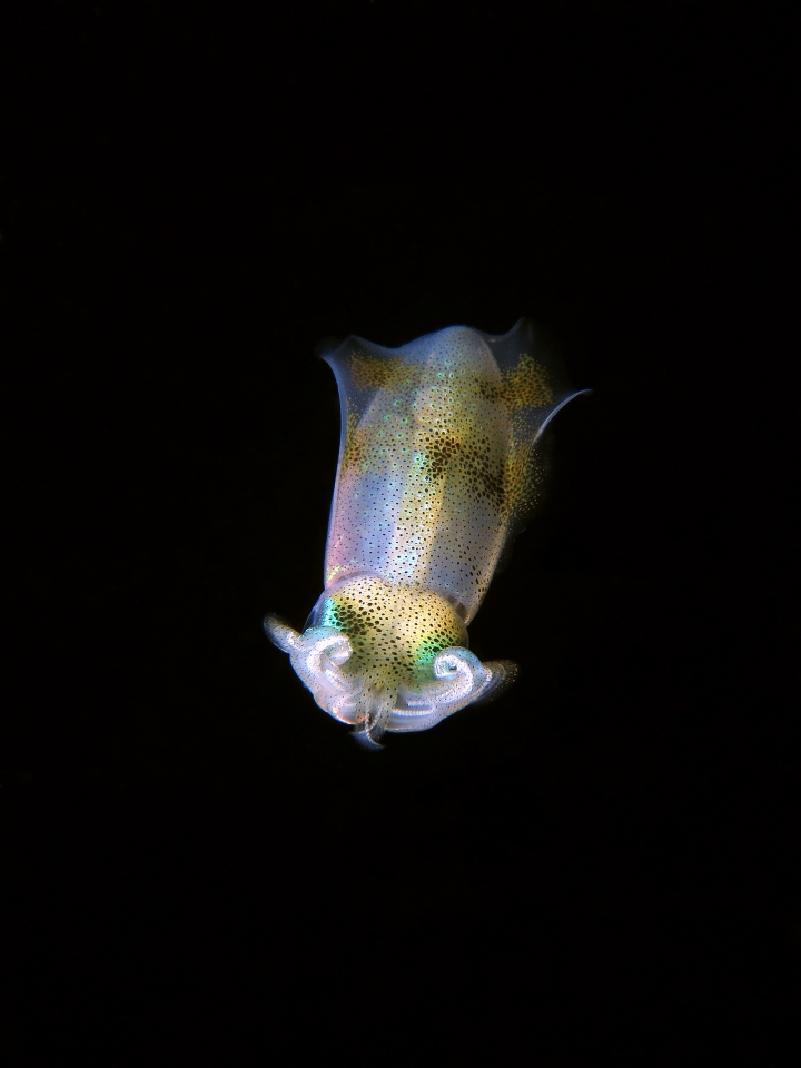 Sepioteuthis lessoniana