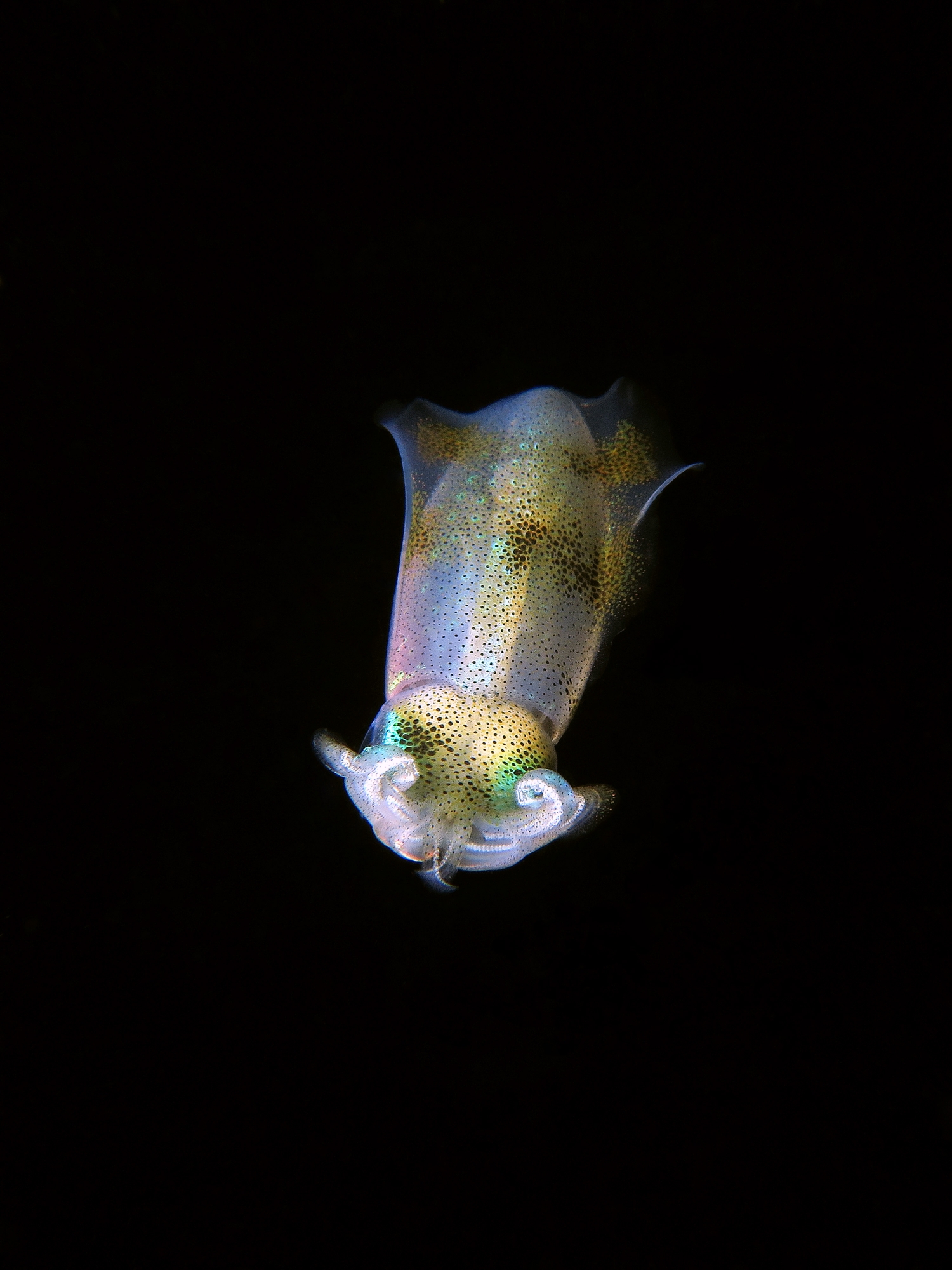 Sepioteuthis lessoniana