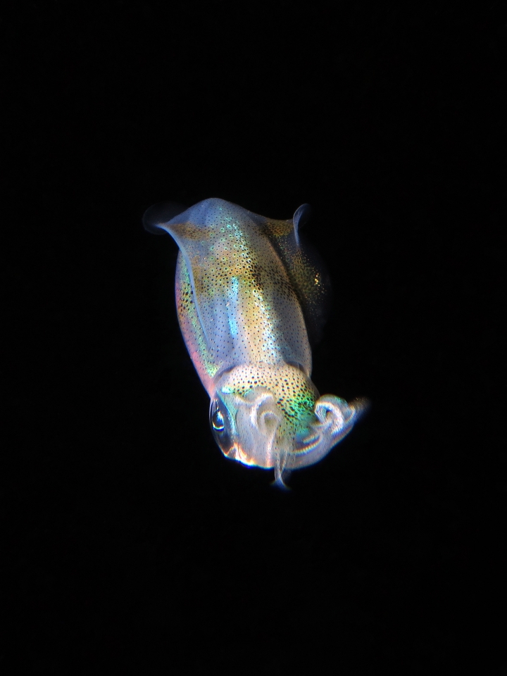 Sepioteuthis lessoniana