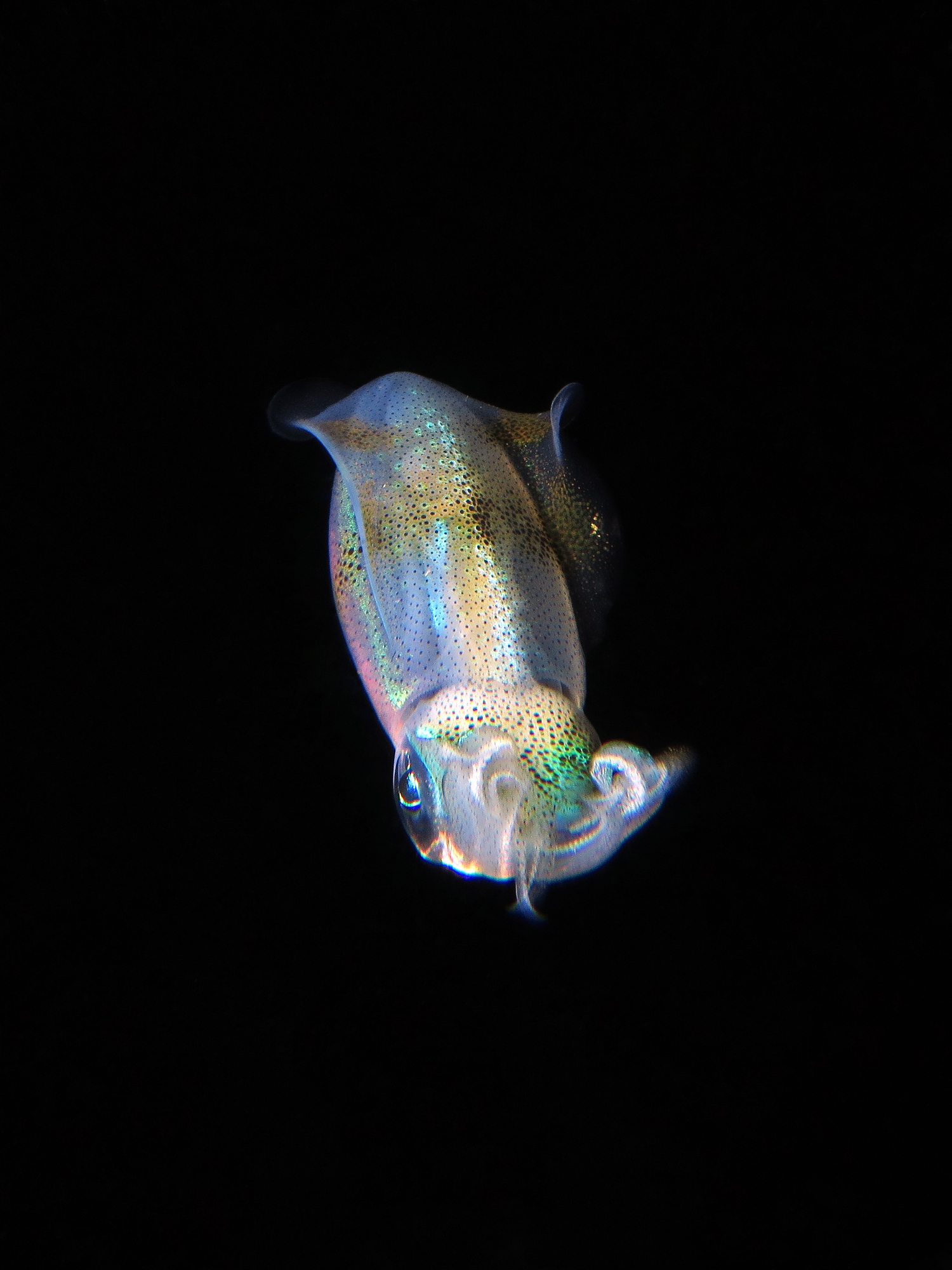 Sepioteuthis lessoniana